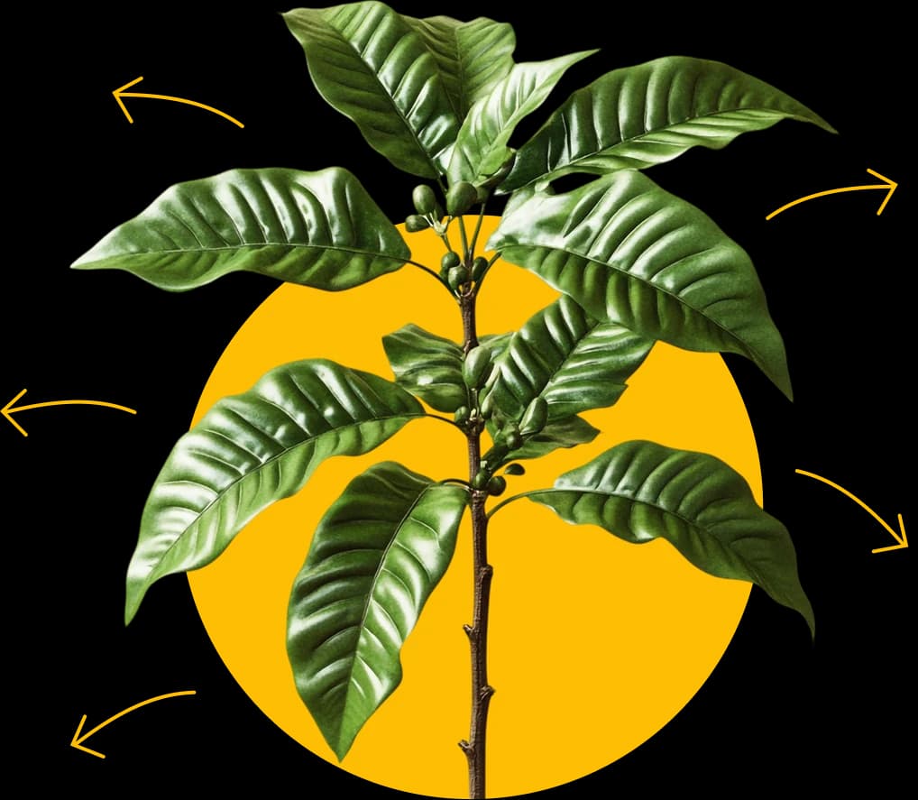 Planta de café sobre un círculo amarillo, con flechas hacia las experiencias